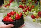 How to Grow Strawberries in Rain Gutters