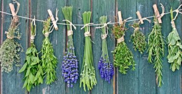 8 Best Healing Herbs you should have in your kitchen