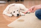 How to Keep Dogs From Peeing on Carpet