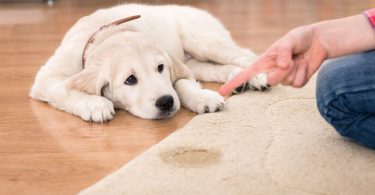 How to Keep Dogs From Peeing on Carpet