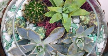 How to Propagate Succulents in 5 Easy Steps