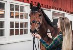 Why a Horse can be the Ideal Pet for Your Family?