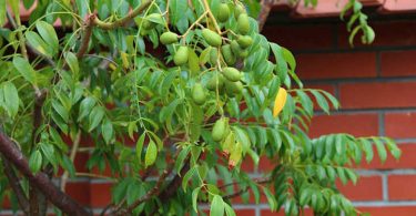 How to Grow June Plum from Seed: Growing Ambarella Fruit