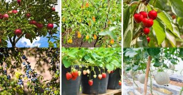 20 Easiest Fruits to Grow - Beginner Friendly Ideas